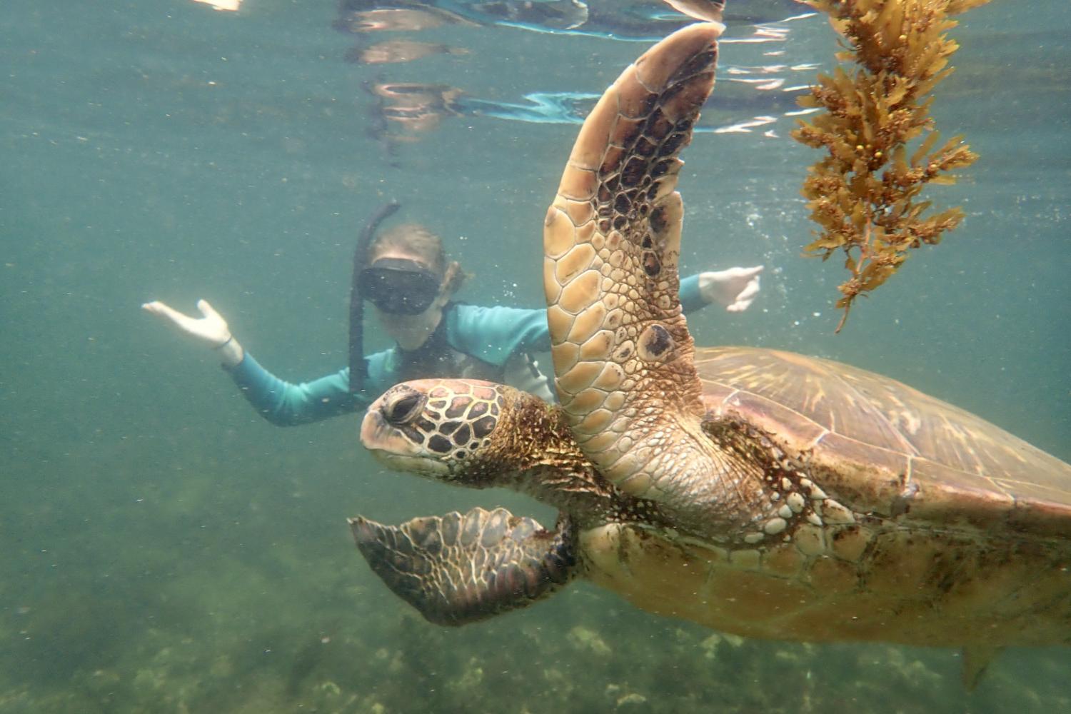 一名<a href='http://9942.daves-studio.com'>bv伟德ios下载</a>学生在Galápagos群岛游学途中与一只巨龟游泳.